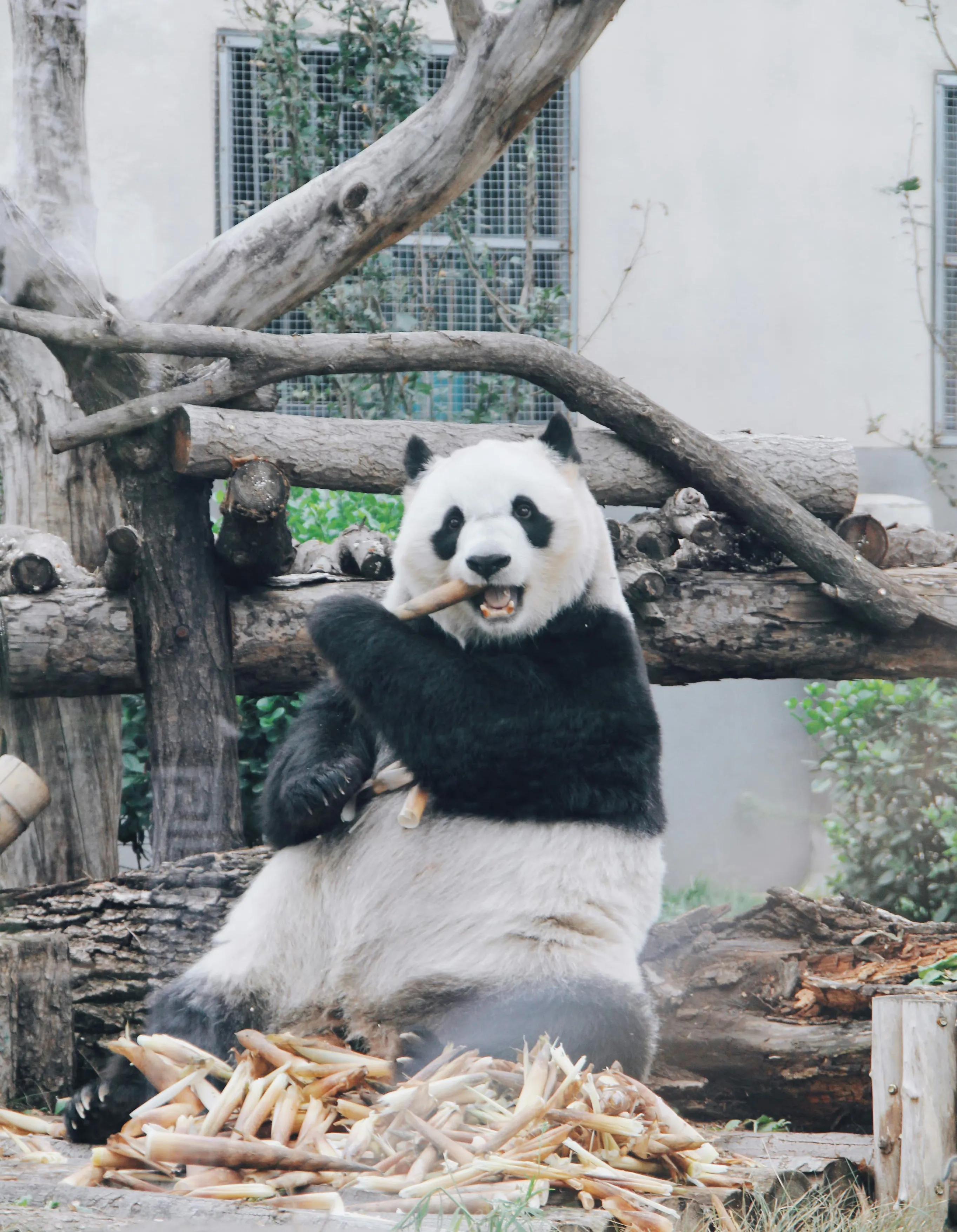 曾经的熊猫天团—爱疯六组合