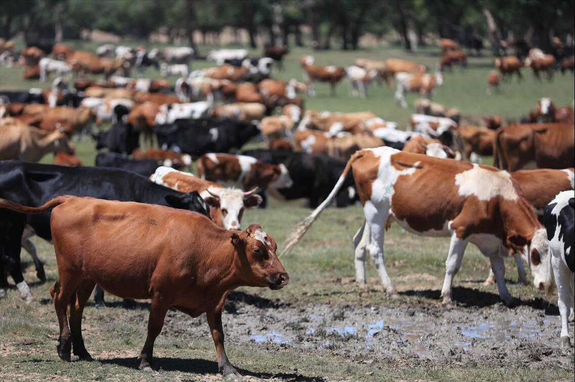 养殖场遭遇违法强拆怎么赔偿,养殖场占用基本农田被强拆怎么办