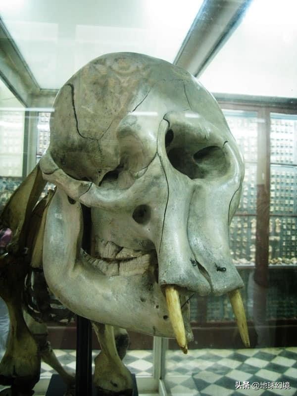 35张悲惨动物照：悲惨小象被捕兽夹弄断鼻子，章鱼被塞进西瓜做菜