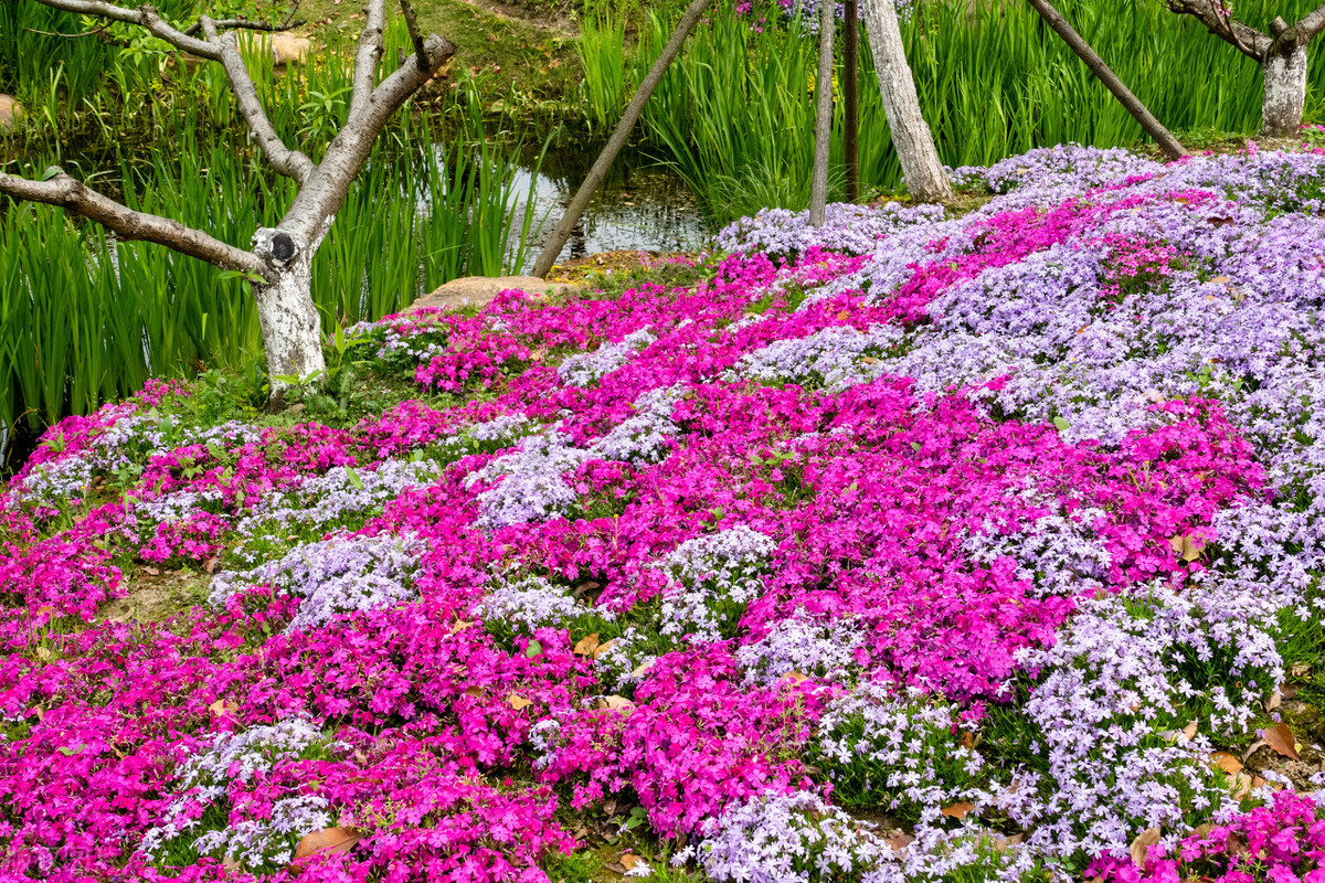 上海踏青2022,上海踏青最佳景点2021