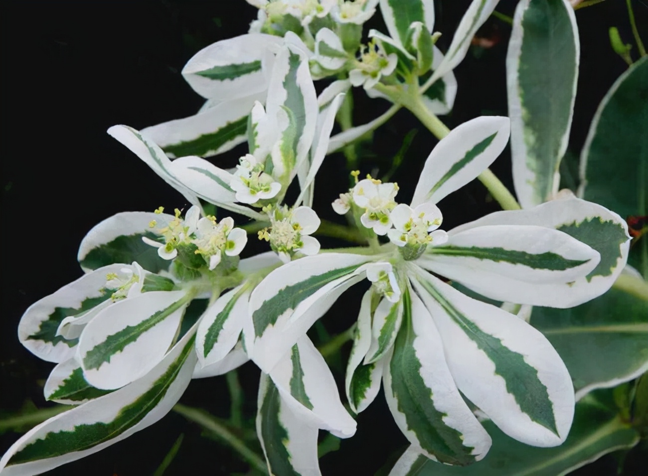 常见有毒花千万别碰,世上有毒的花和植物