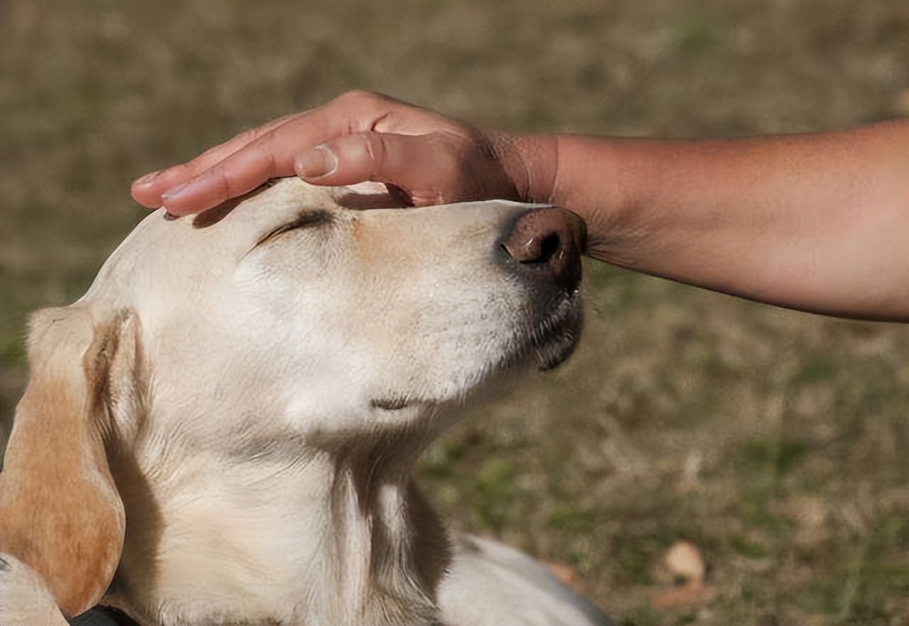 如何培养出一只乖狗狗,粘人猫怎么培养