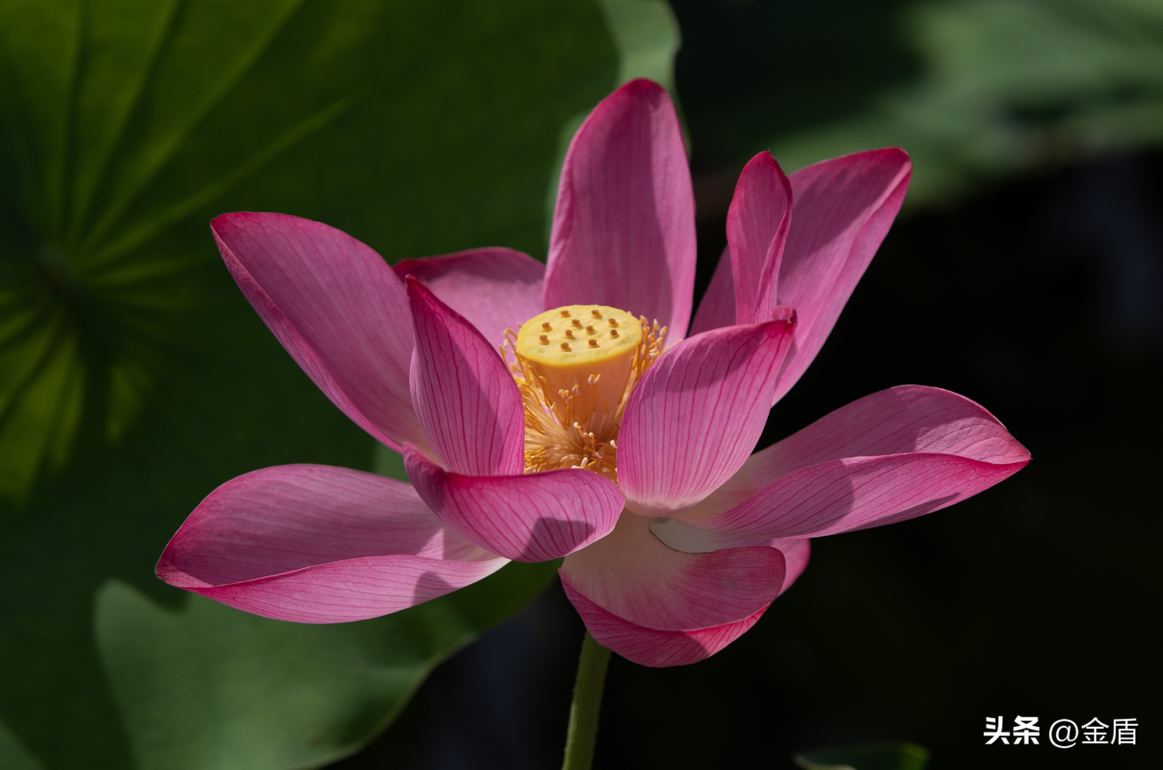 荷花象征着纯洁无瑕,纯洁无瑕的荷花