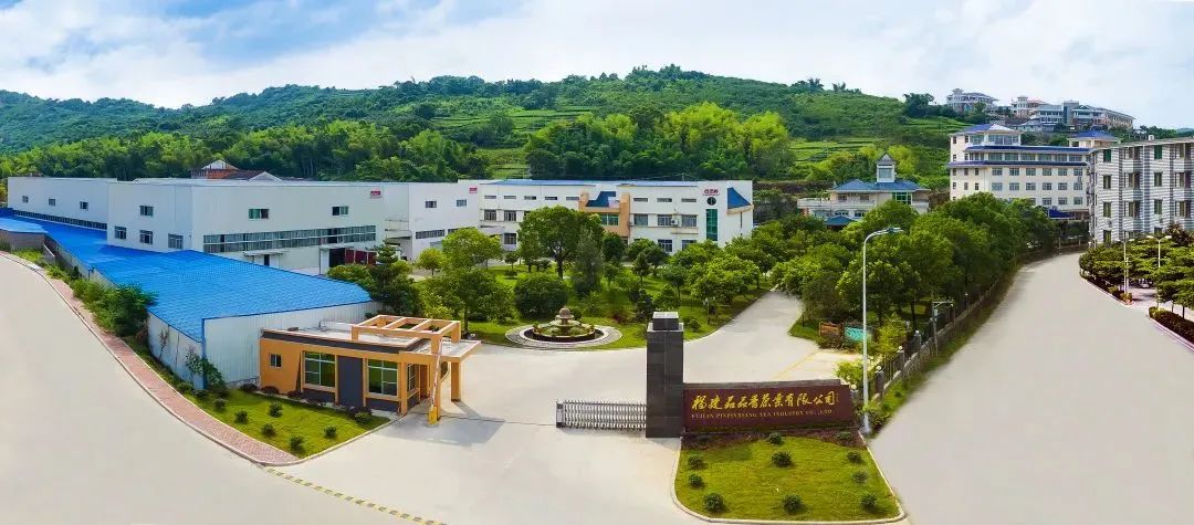 白茶书籍林振传,林振传白茶传承人