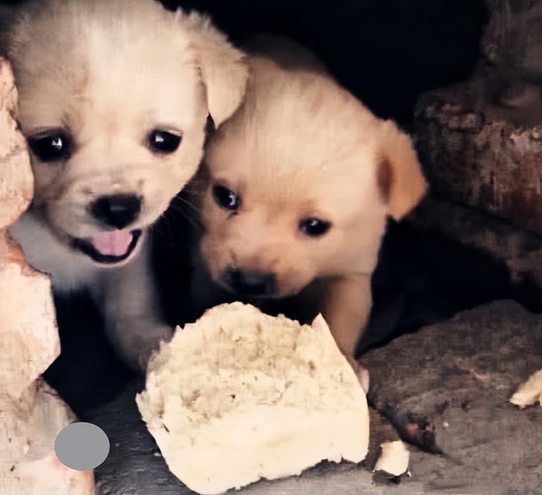 如何应对很凶的狗,遇到凶狗的正确方法