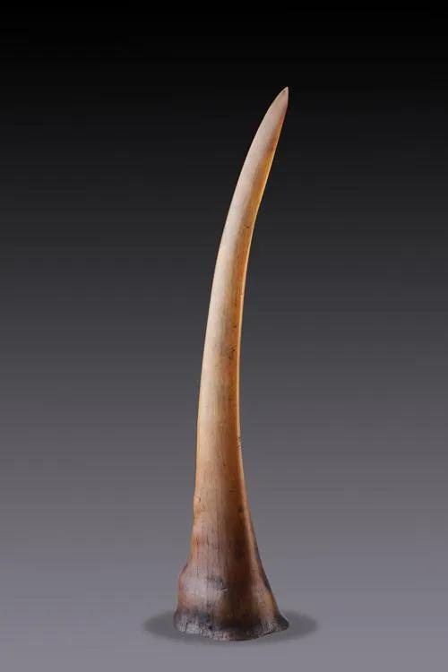 “飞来横祸”，女子买盔犀鸟吊坠获刑10年，对我们有何警示？