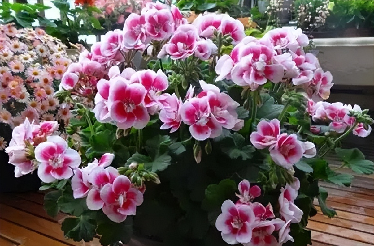 十大适合懒人种植的花,适合家庭种植的观赏花