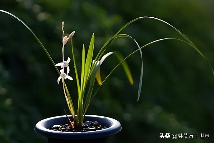 兰花一年开花多少次兰花品种大全,兰花花苞紫红色是什么兰花品种