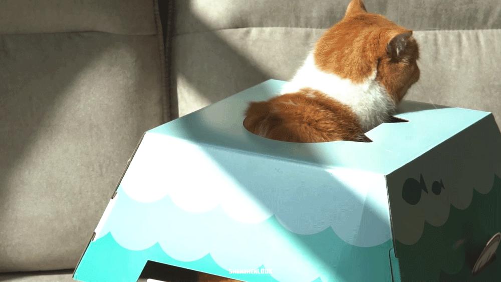 肯德基猫窝可选吗,肯德基猫窝是啥