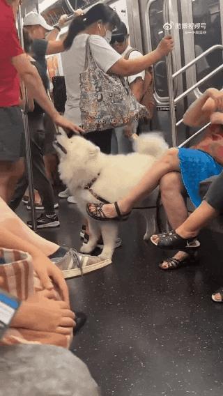 狗子坐飞机一秒钟被亲了八次，毛都快撸秃了…空姐：是不是轮到我