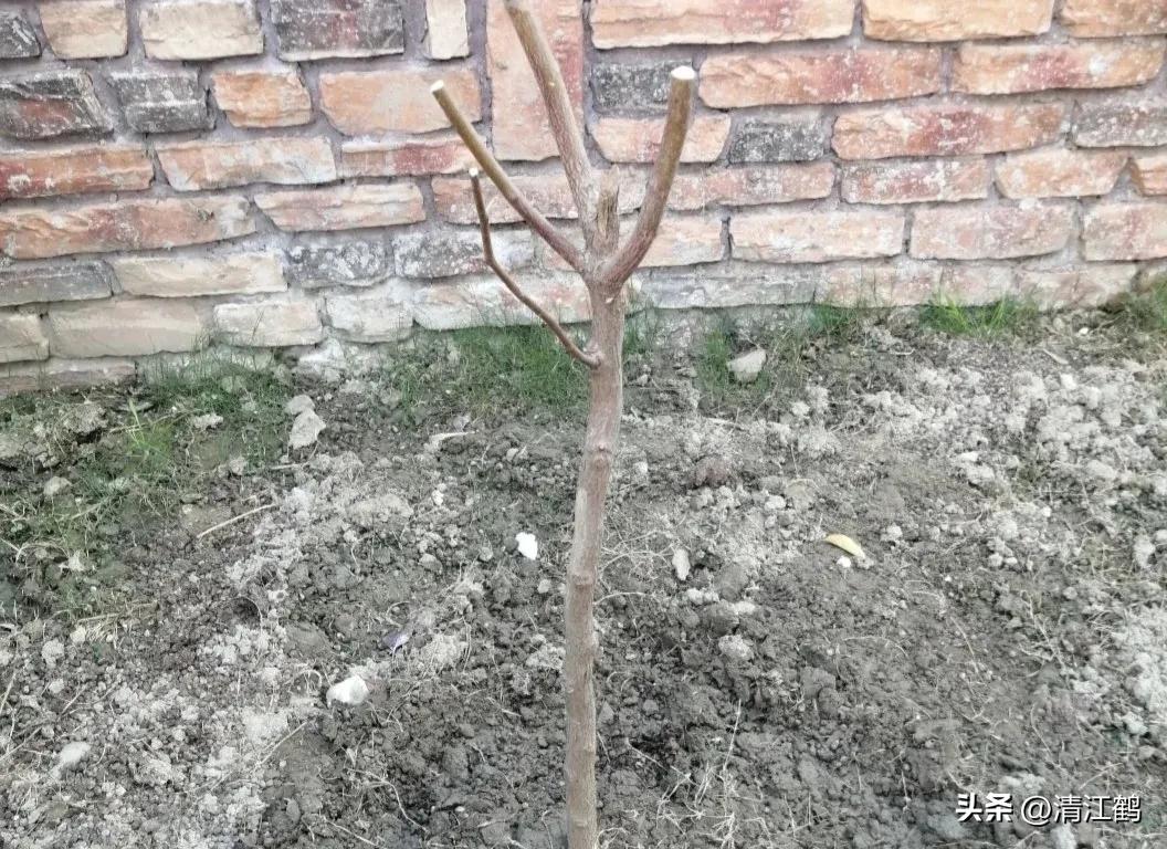 果树清园是先杀虫还是杀菌,果树清园管理方法