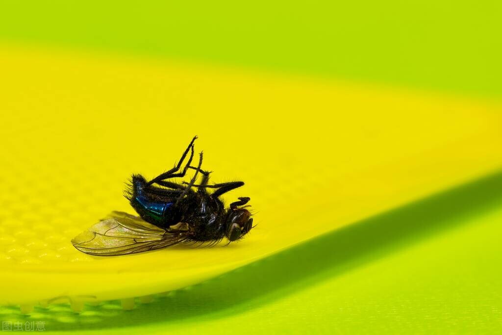 家里有苍蝇怎么消灭最有效方法,灭苍蝇小妙招大全100种