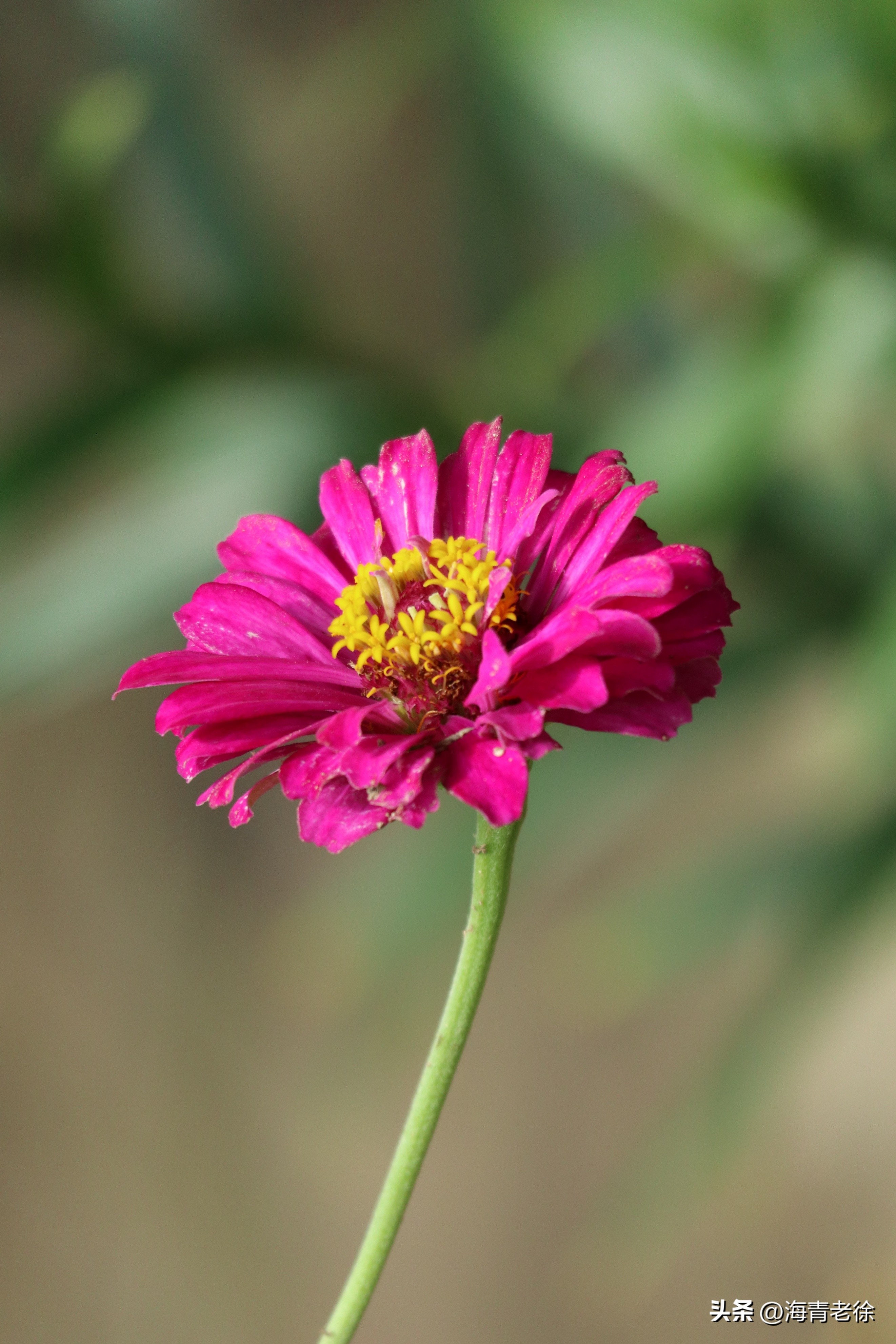 百日菊的花特征,五彩百日菊开花图片