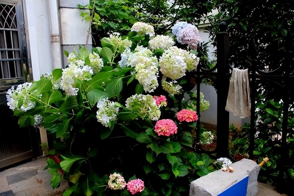 养水牛种什么草最好养,高温下雨后养兰花