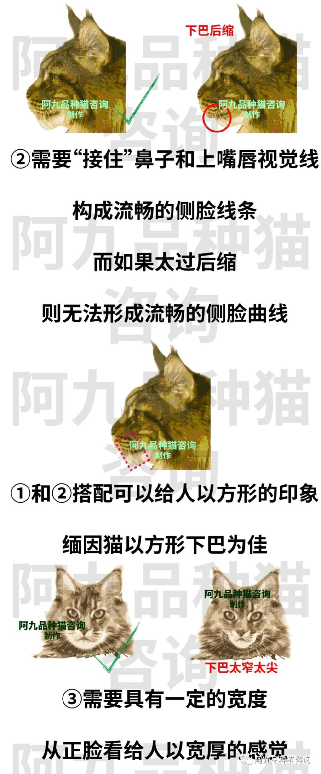 缅因猫品相极好的多少钱,品相一般的缅因猫什么价格