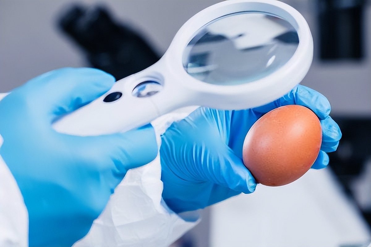 鸡蛋蛋白和蛋黄哪个要有营养一点,鸡蛋蛋白和蛋黄哪个更有营养