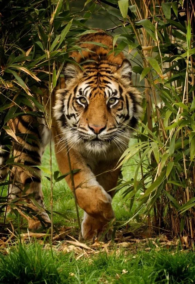 带虎的成语50个,带虎的简单成语200个