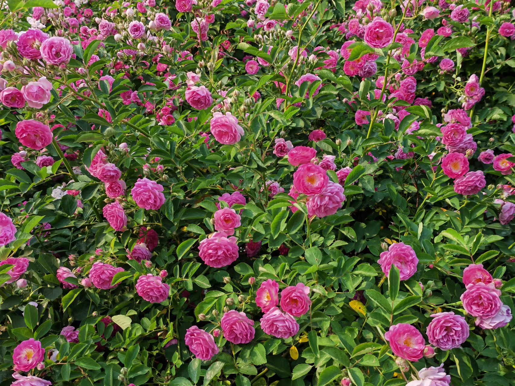 每天学习欣赏10首古诗词,100首常读古诗词