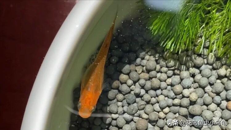 观背青鳉从卵孵化到长大需要多久,观背青鳉鱼卵如何提高孵化率