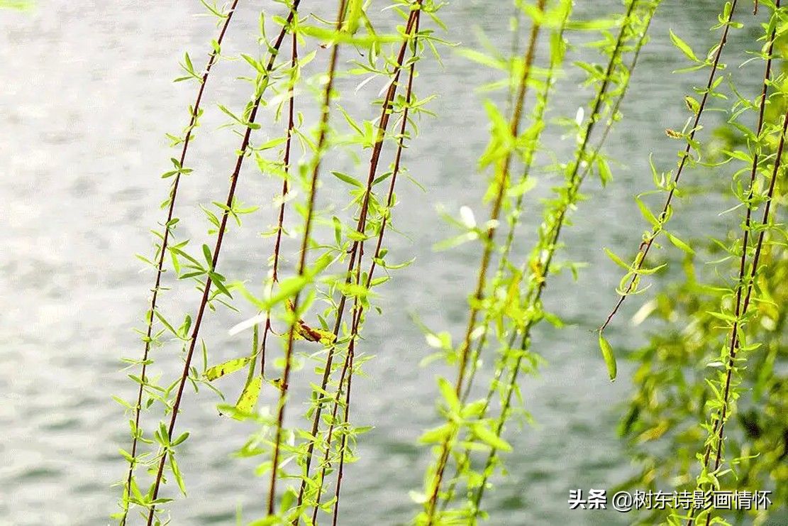 春风杨柳万千条,六亿神州尽舜尧,从咏柳中体会中华文化的魅力