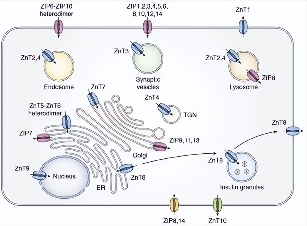 ZIP转运蛋白内部锌摄取的组氨酸突变体细胞活性自我调控机制