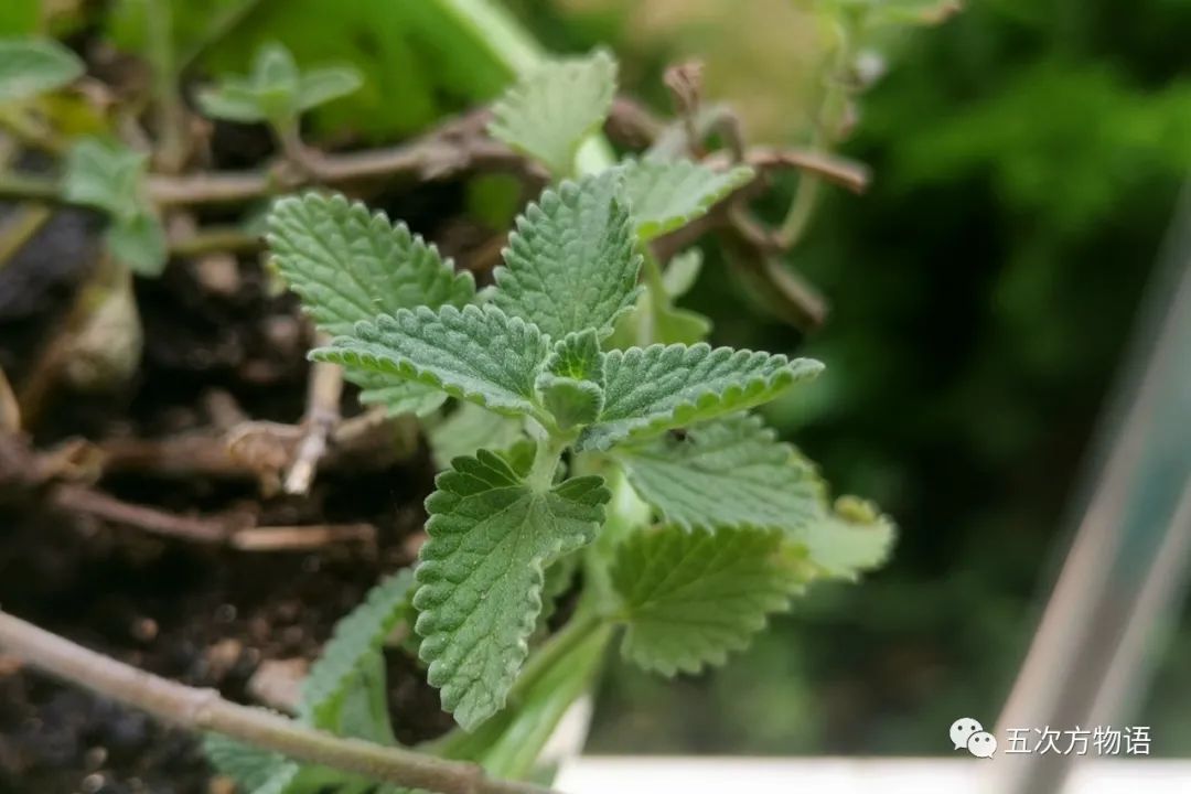 甜罗勒和荆芥 (甜罗勒与九层塔荆芥)