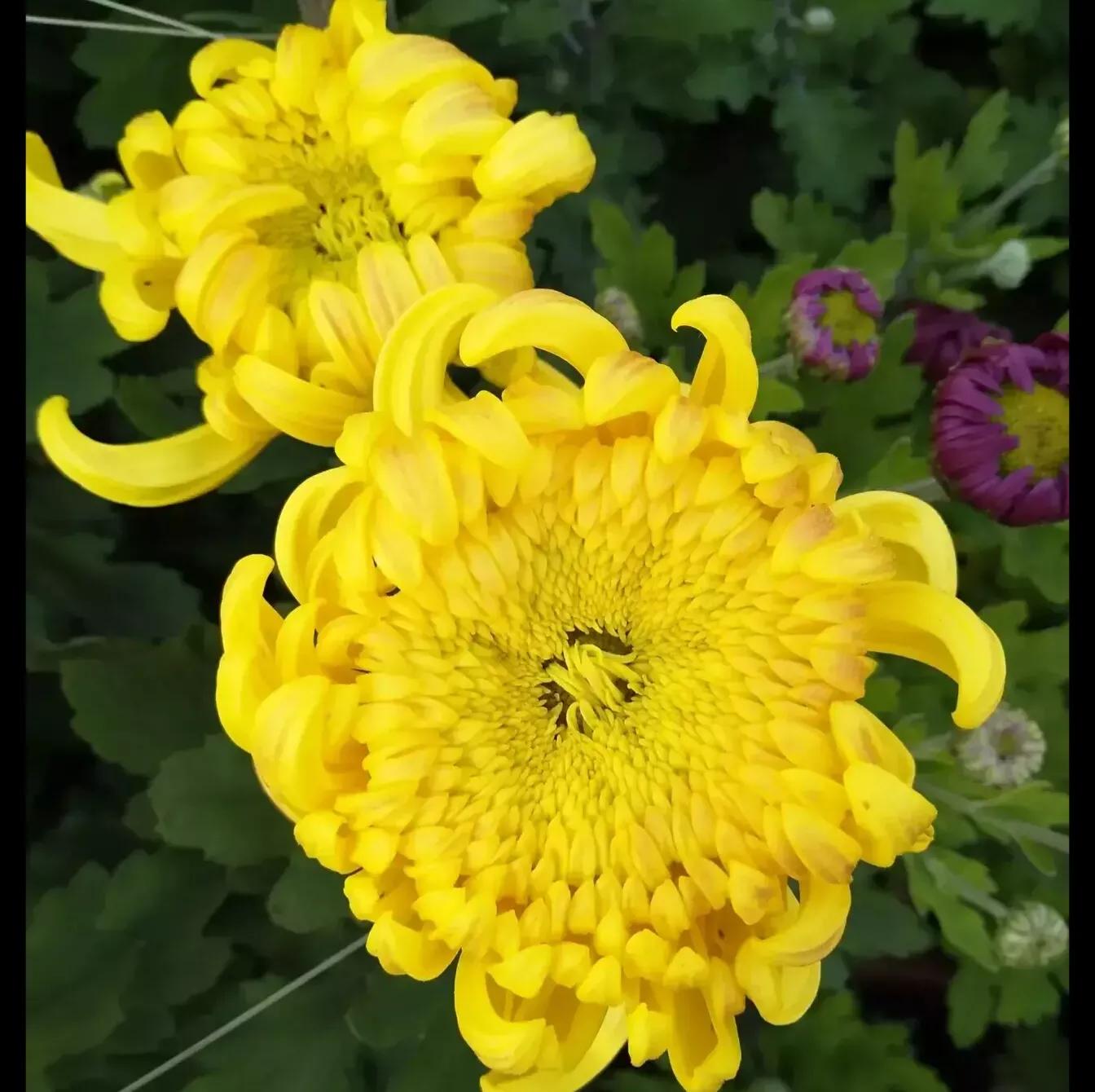 牙疼不是病的下半句,牙疼不是病段子