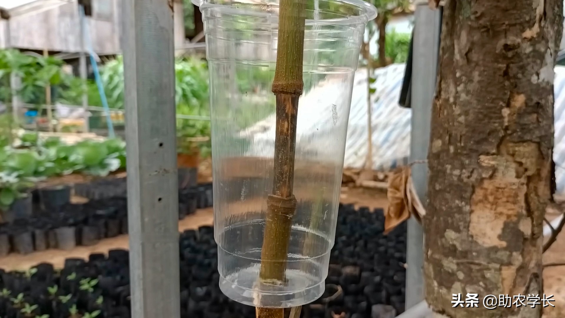 无土栽培菠萝蜜种,菠萝蜜枝条生根种植法