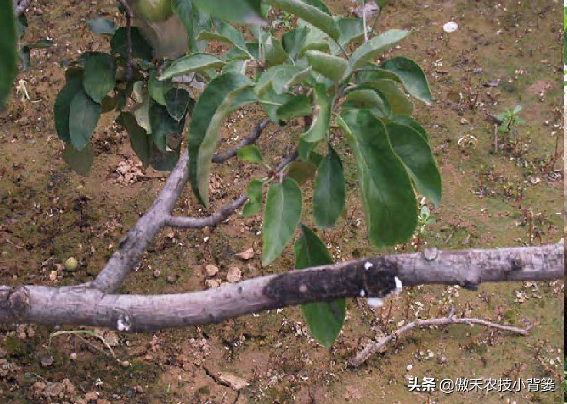 果树树干钻心虫用什么药效果好,芒果果树钻心虫用什么药最有效