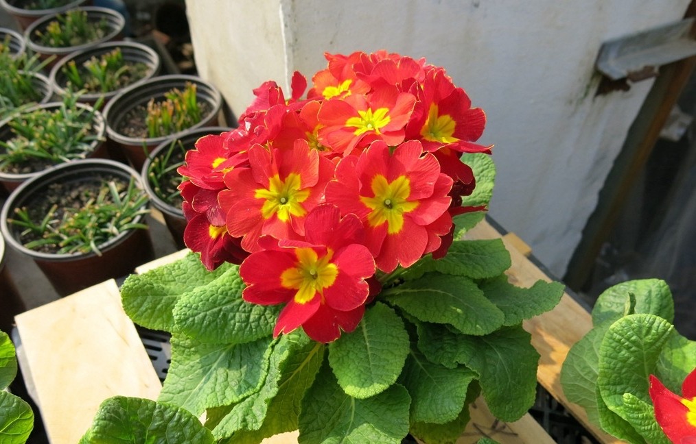 过年家里要养什么花才会好运,什么花适合过年北方养