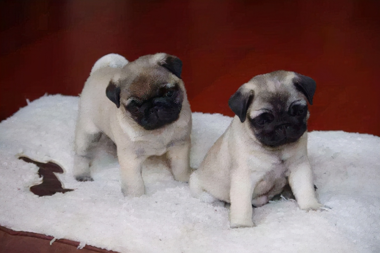 巴哥犬掉毛厉害,巴哥炸毛掉毛