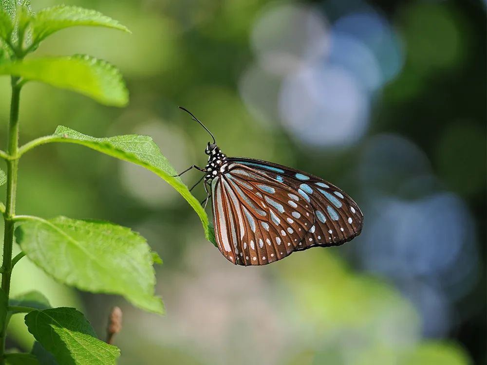 微距微观世界摄影作品,微距拍摄最佳作品