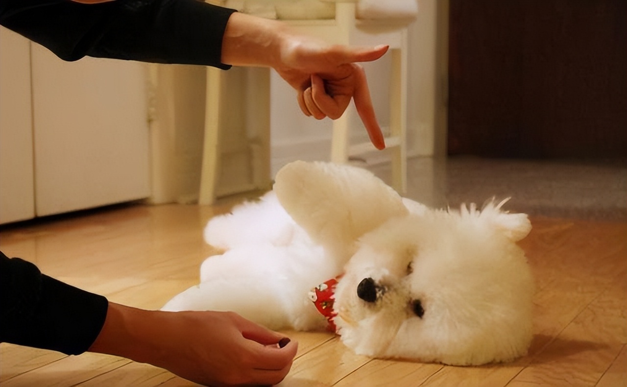 比熊犬老是转圈是什么意思,比熊犬老是翻跟头是什么意思