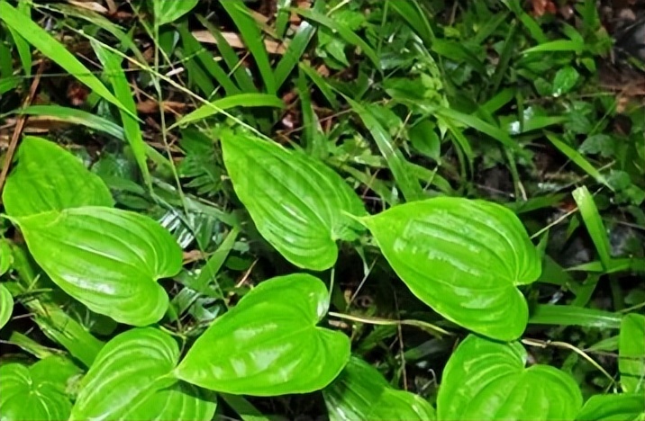 每天学一味中药百部,一味中药百部图片及功效