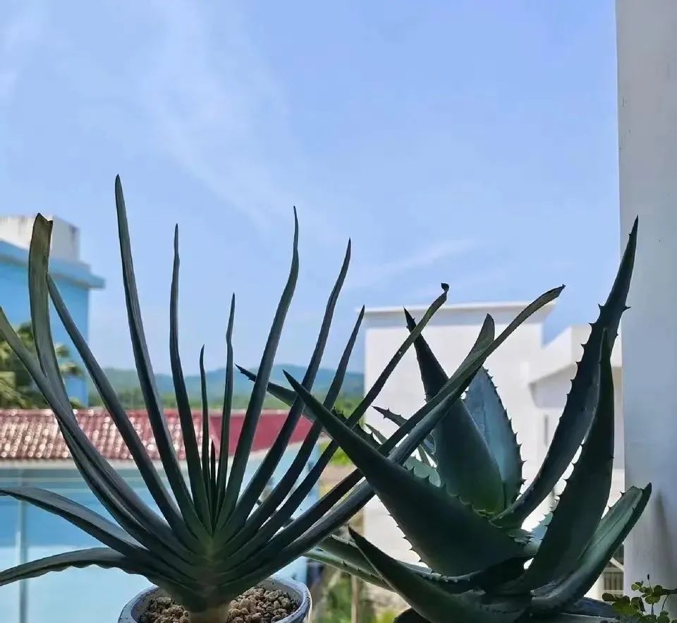 室内常年开花有益身体健康的花,适合睡觉房间养的花