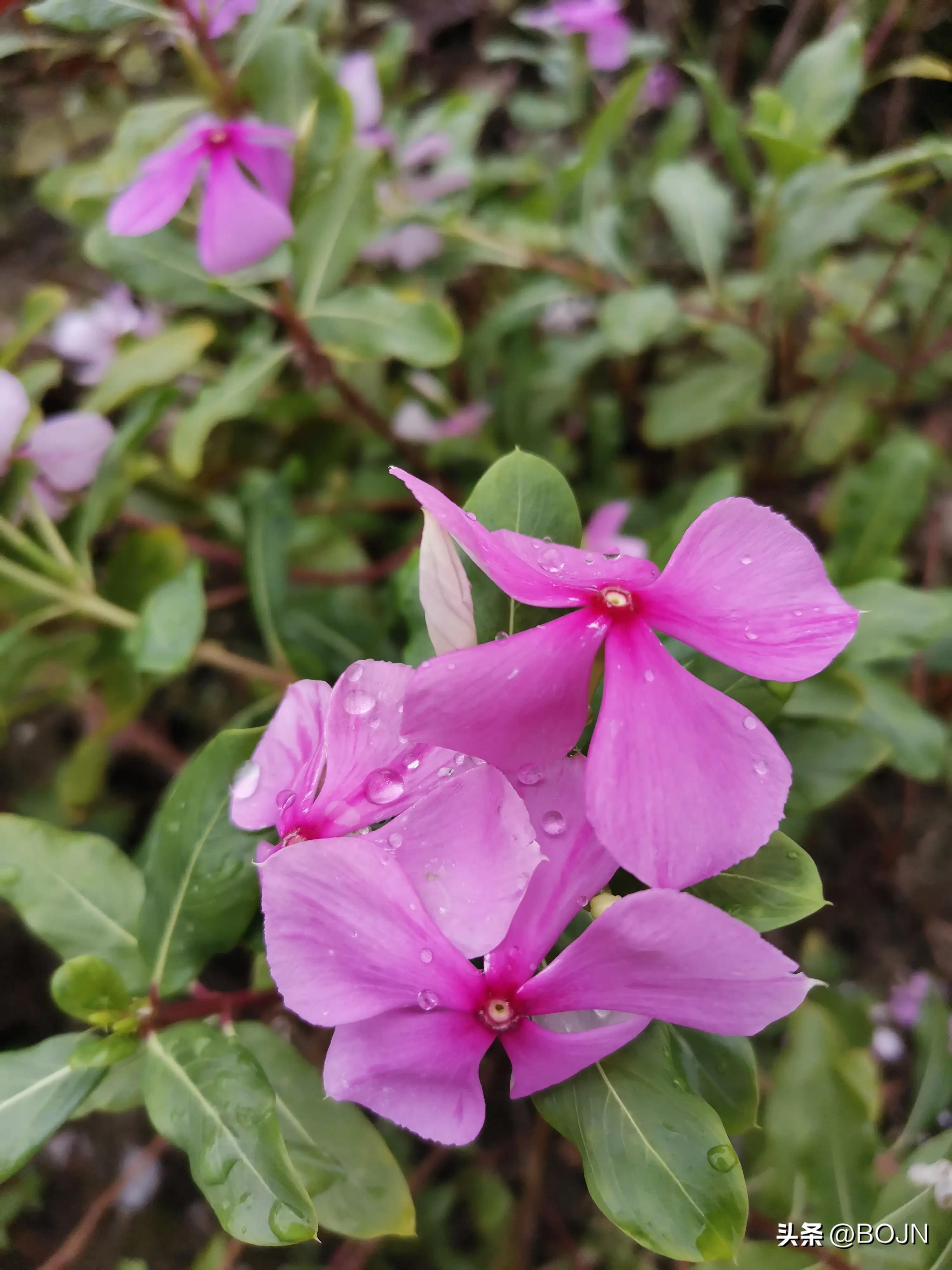 你能认出几种花来,大家能猜出什么花