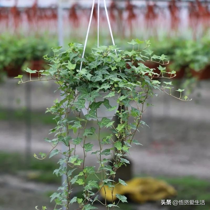 吸甲醛最好的10种花,种什么花可以消除甲醛和苯