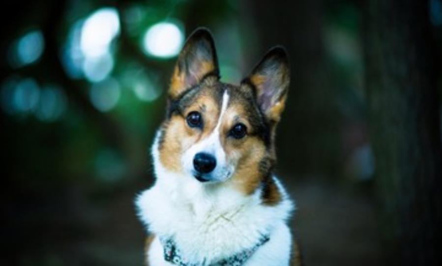 宠物狗尿里带血是怎么回事啊,公狗小狗小便的地方发红怎么回事