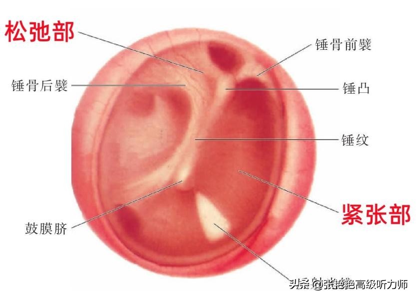 鼓膜破了还能修复好吗,鼓膜破了对听力有影响吗