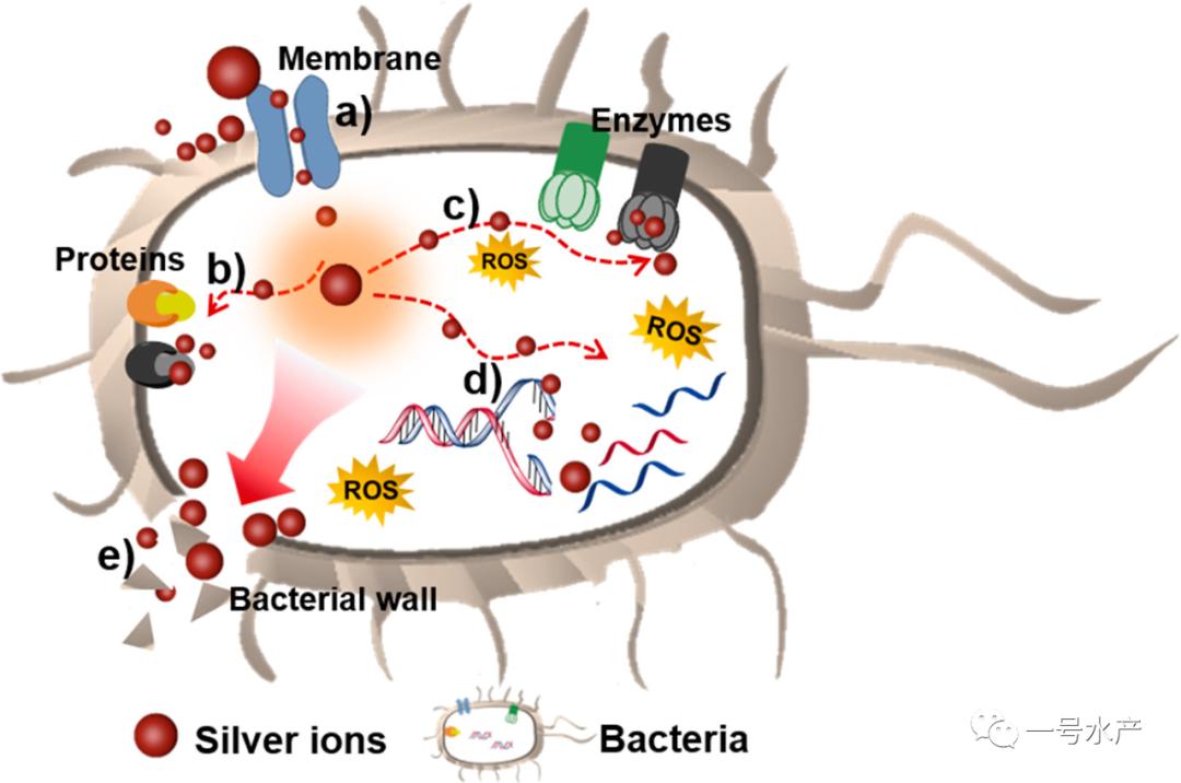 纳米银高效杀菌,水产养殖纳米银杀菌哪个厂家的好