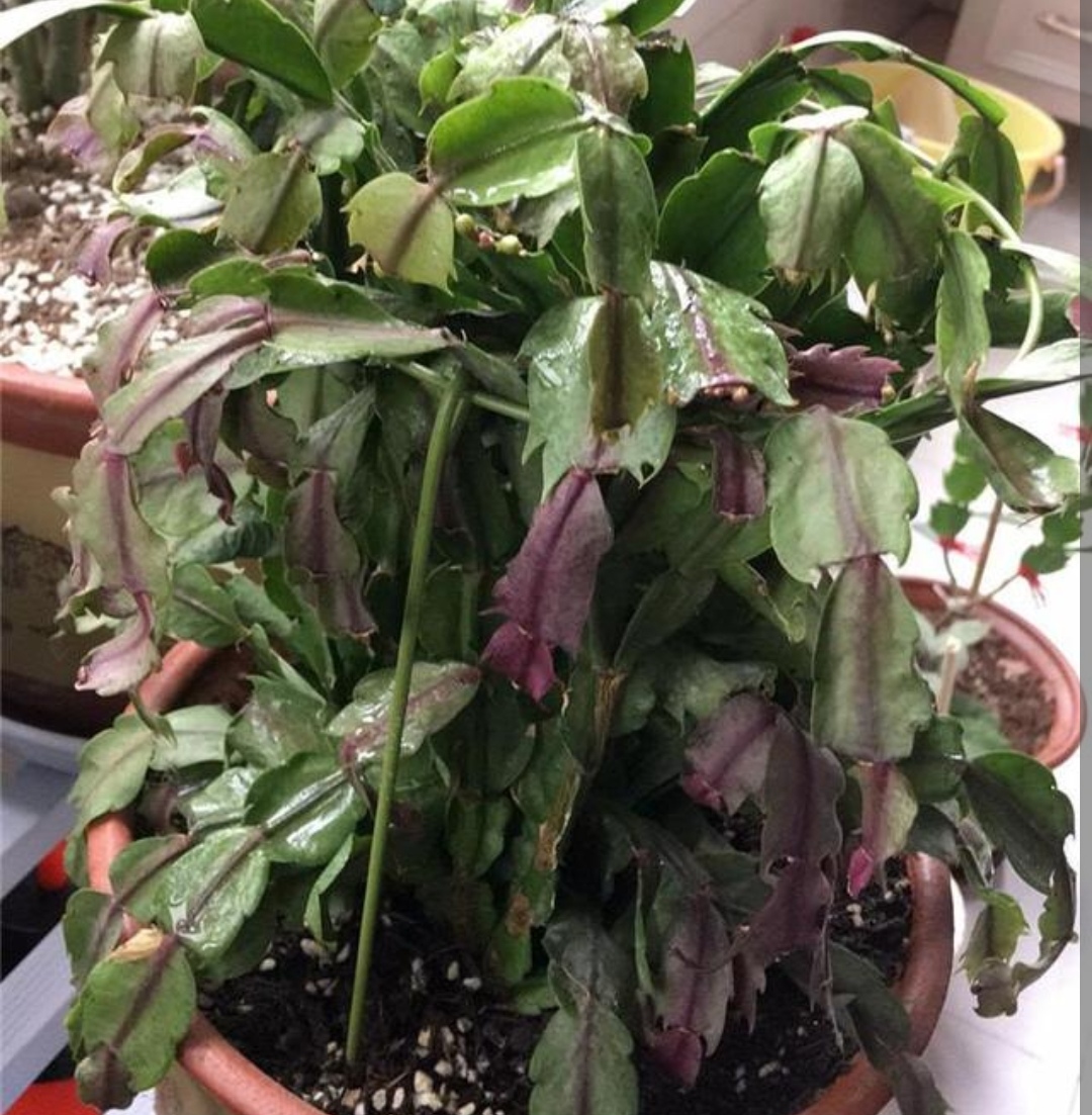 蟹爪兰叶子发软怎么解决,新买的蟹爪兰叶子发软可以捏下吗