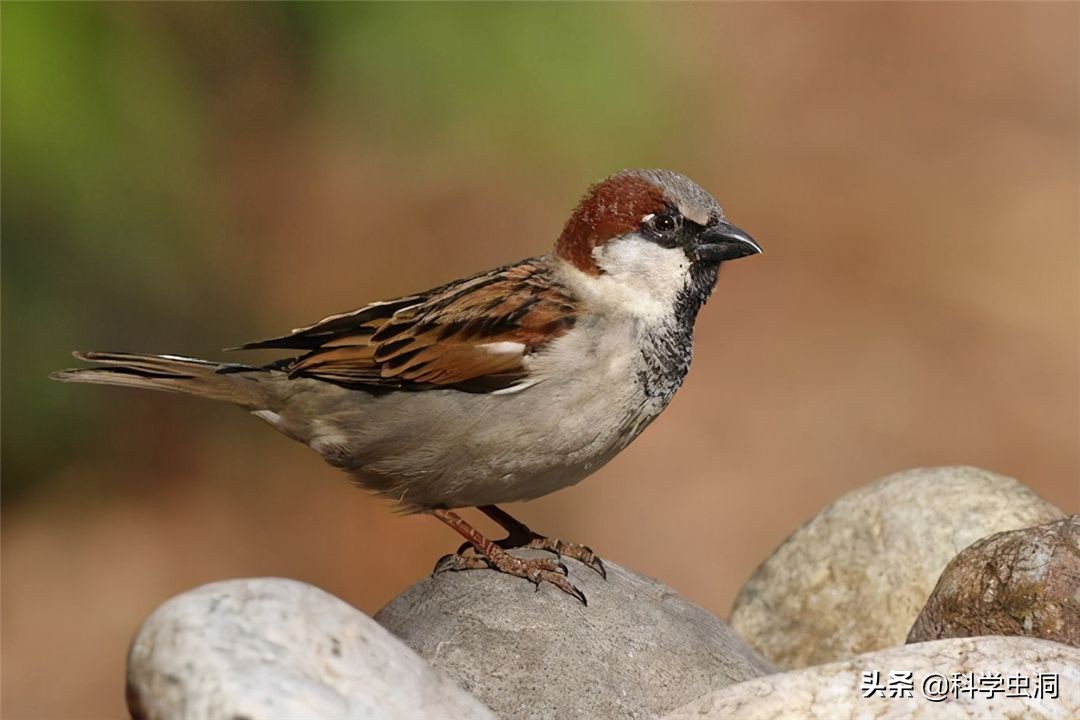 中国本土麻雀是啥样的,外国麻雀来源于哪