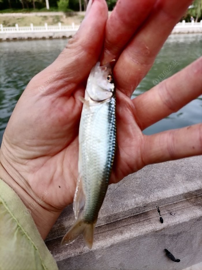 掌握这四大钓鱼技巧你也是高手,掌握这几点小窍门