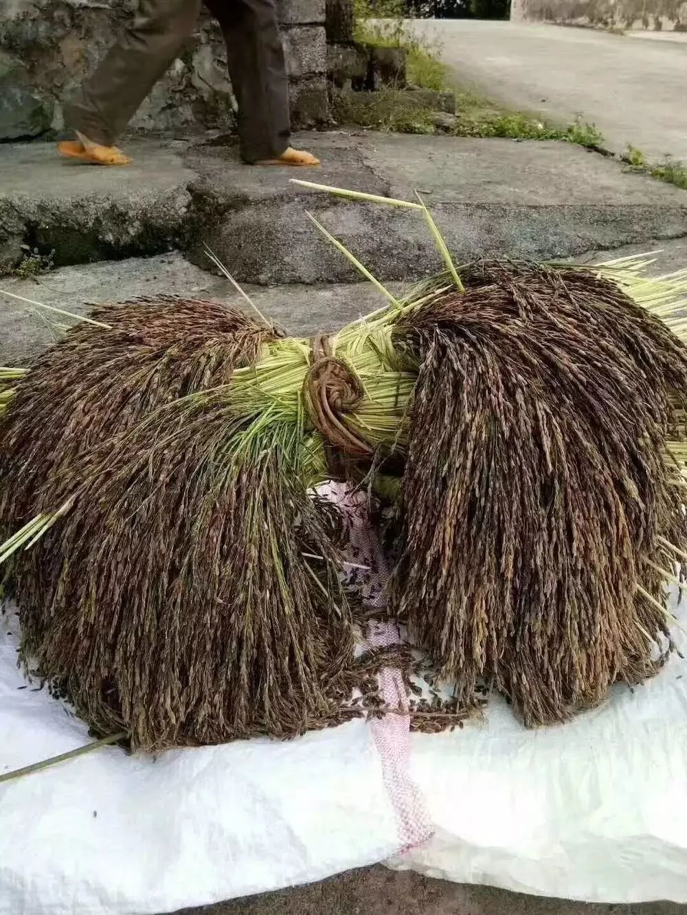 壮族三月三手工五色糯米饭,壮族三月三五色糯米饭如何制作