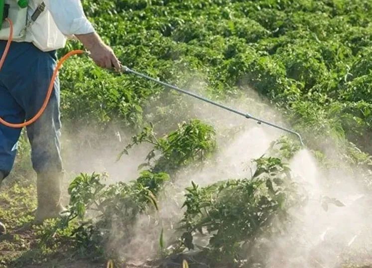 蓝莓可增强视力消除眼睛疲劳,吃蓝莓和吃胡萝卜哪个对视力更好