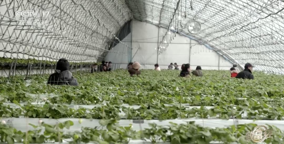 丹东九九草莓和红颜区别,丹东九九草莓新品