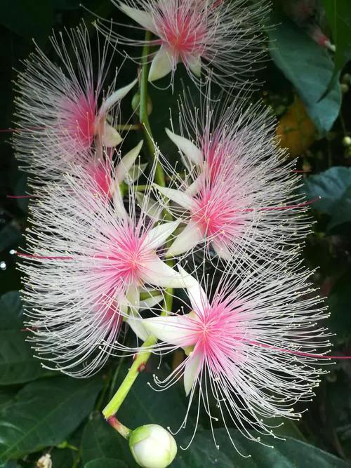 玉蕊树的花有什么功效,植物玉如意花的寓意和象征