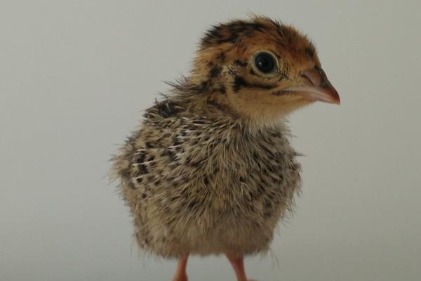 鹌鹑怎么养视频教程,鹌鹑怎么养殖能赚钱