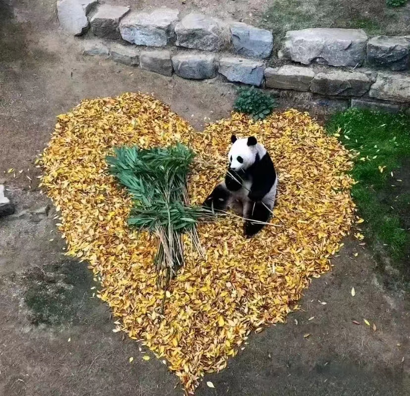 近期福宝和姜爷爷的视频,福宝回国姜爷爷和宋爷爷上热搜