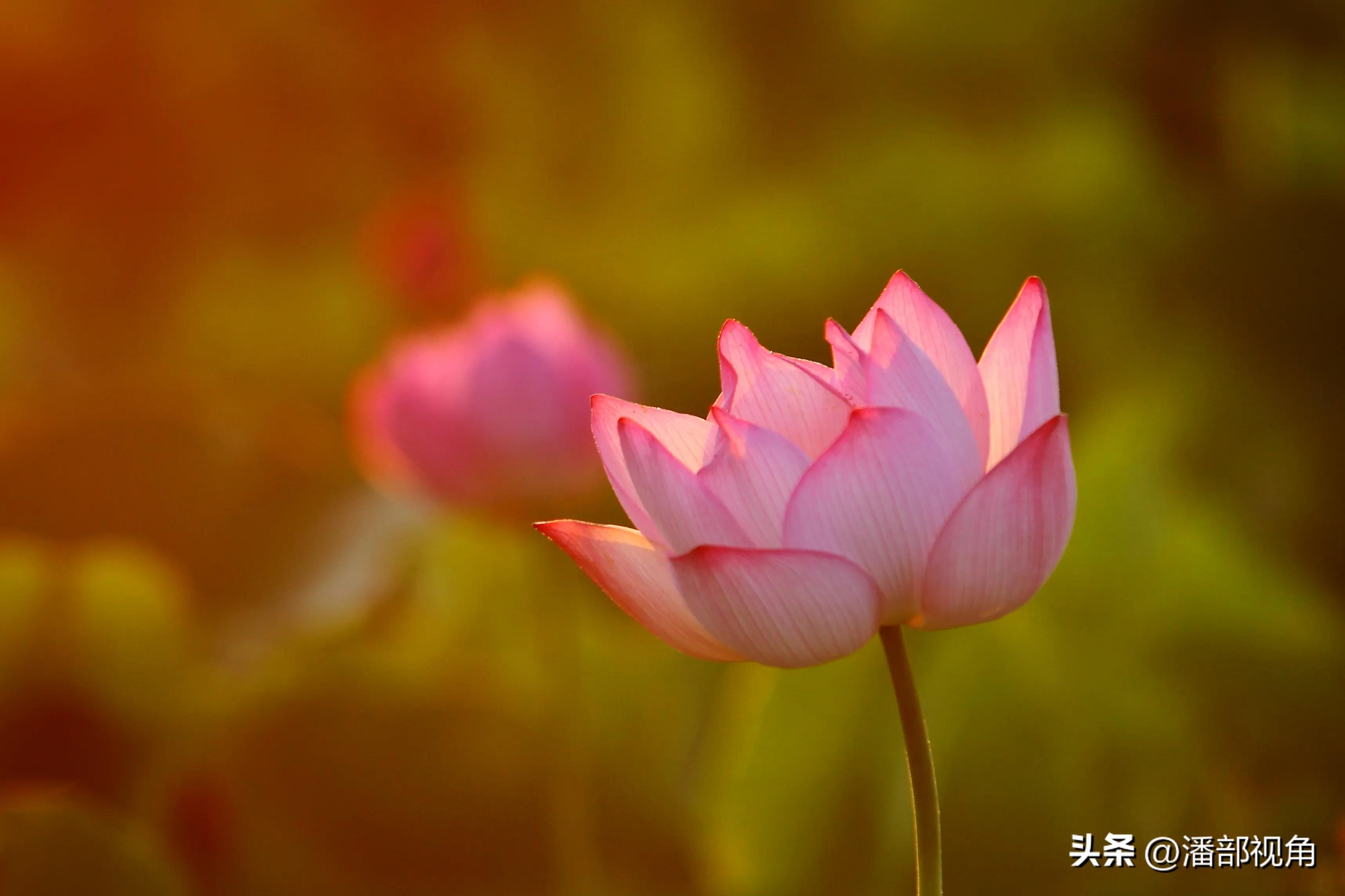 无锡七月底哪里的荷花开了,无锡太湖荷花开了吗